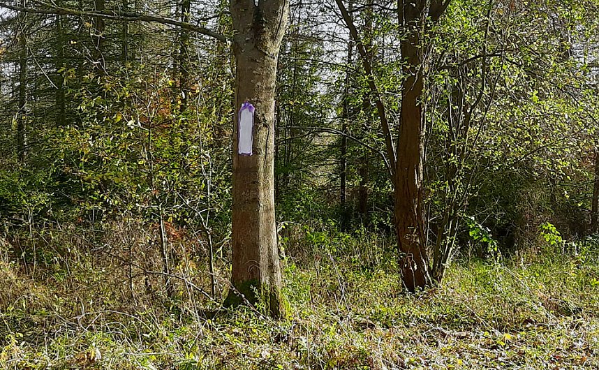 In Scharen in die Natur