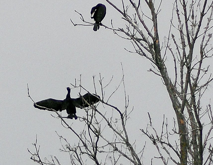 Kormorane am Stausee