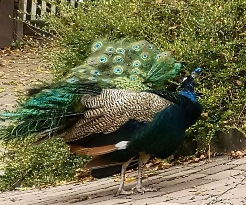 Besuch im Alternativen B&auml;renpark in Worbis