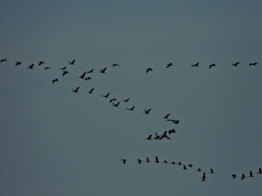 Gro&szlig;er Kranichtag in Kelbra