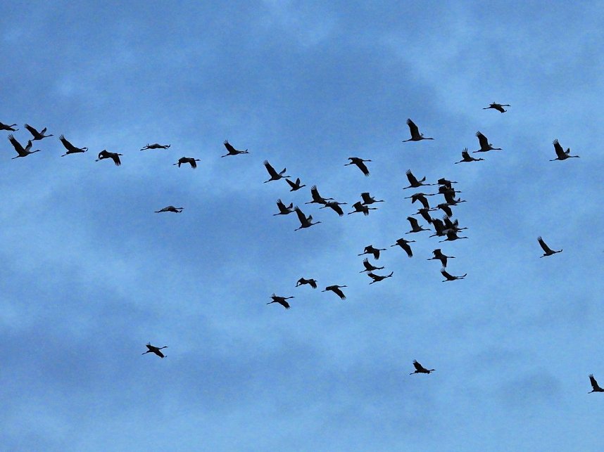 Gro&szlig;er Kranichtag in Kelbra