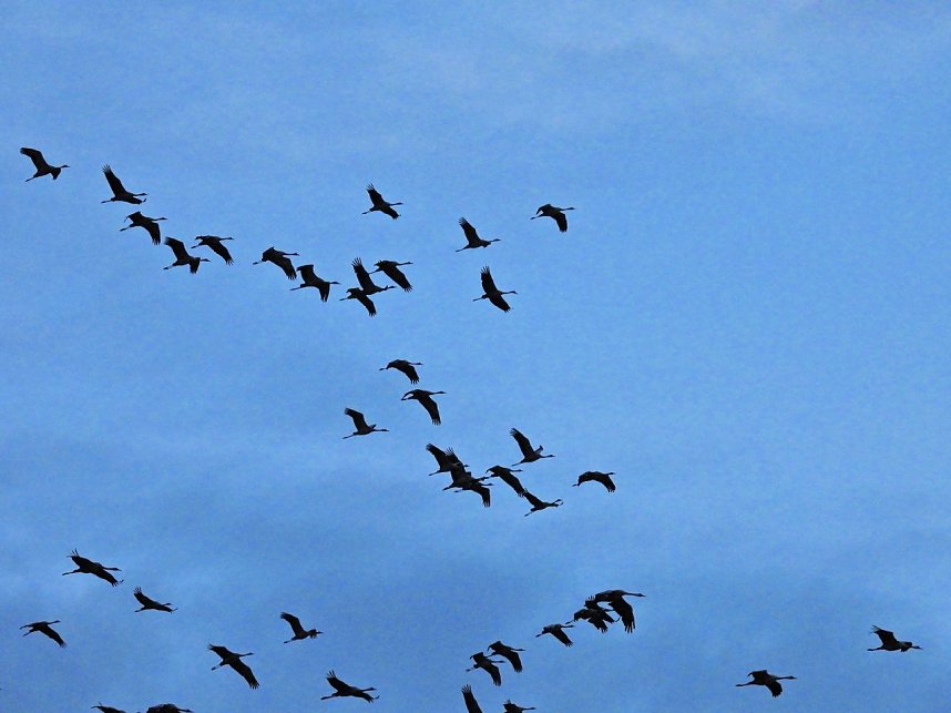 Gro&szlig;er Kranichtag in Kelbra