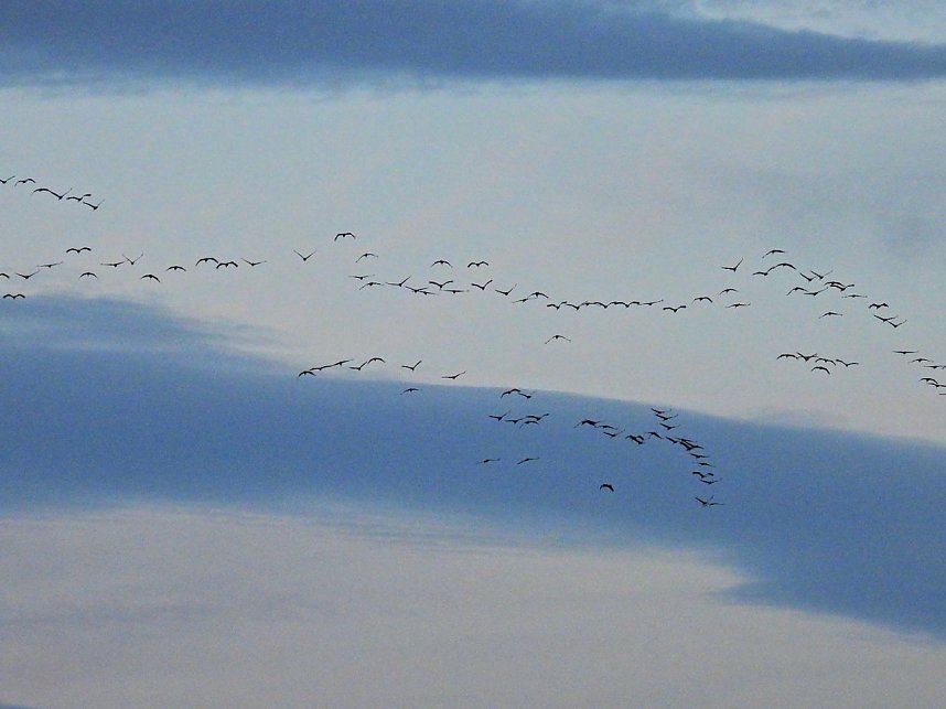 Gro&szlig;er Kranichtag in Kelbra
