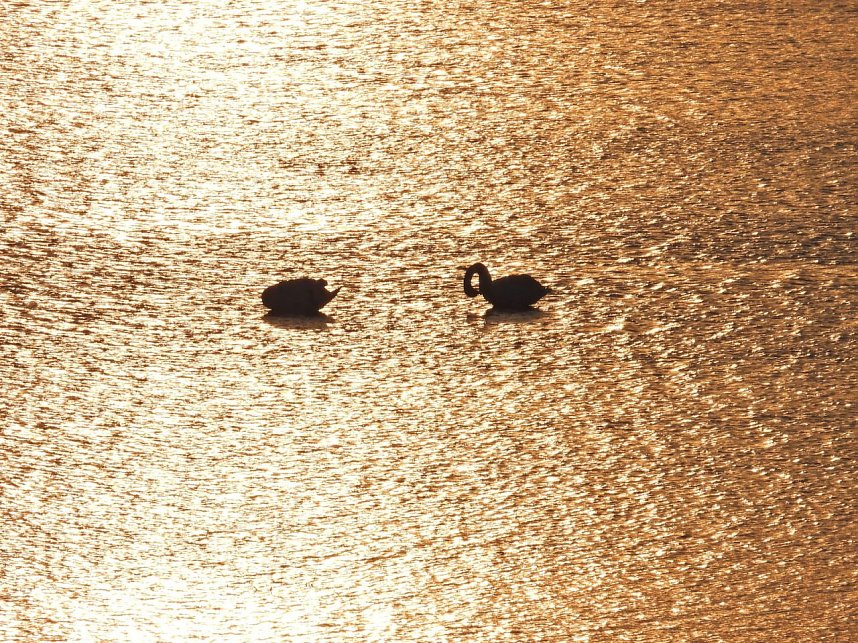 Gro&szlig;er Kranichtag in Kelbra