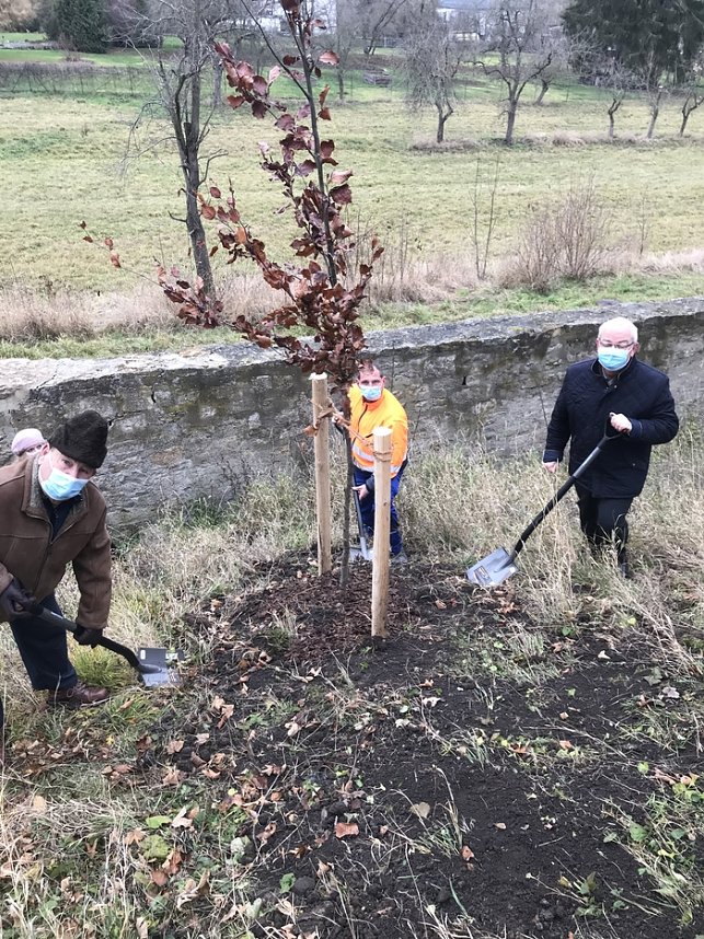 Blutbuchen f&uuml;r Schlossgarten