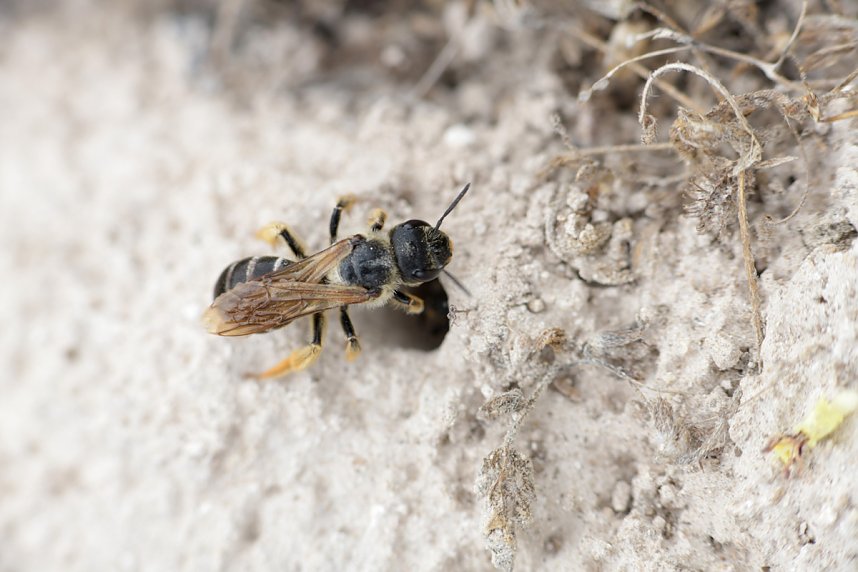 Naturvielfalt im S&uuml;dharz