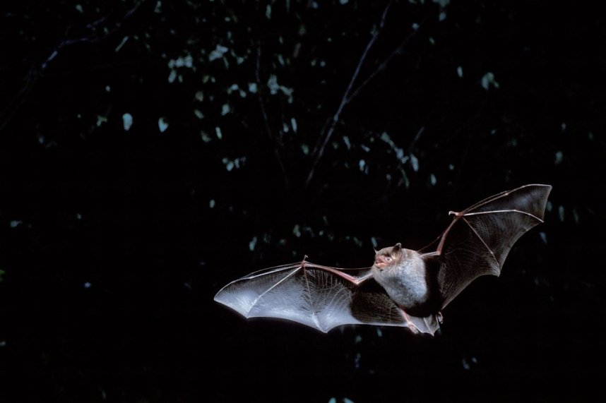 Naturvielfalt im S&uuml;dharz