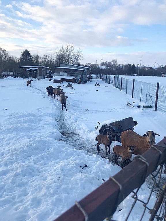 Schlechte Tierhaltung in Greu&szlig;en