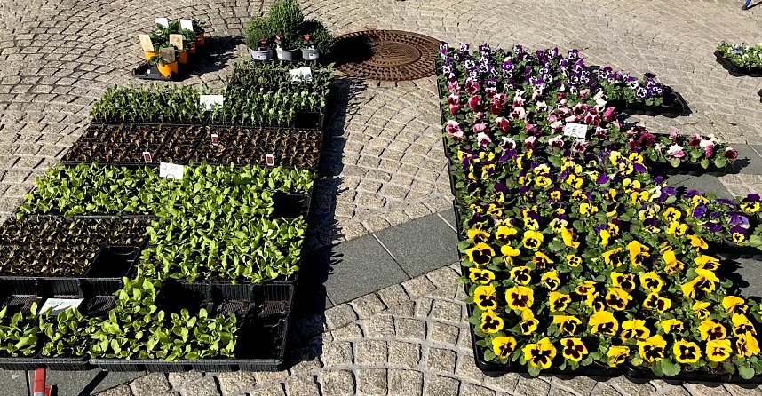 Fr&uuml;hbl&uuml;her auf dem Wochenmarkt in Sondershausen