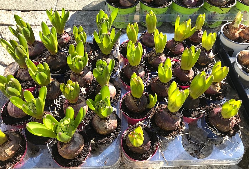 Fr&uuml;hbl&uuml;her auf dem Wochenmarkt in Sondershausen