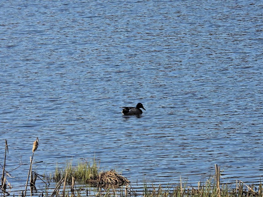 Osterspaziergang mit Peter Blei