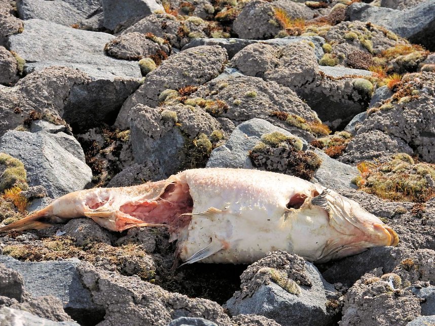 Peter Blei unterwegs am Stausee Kelbra