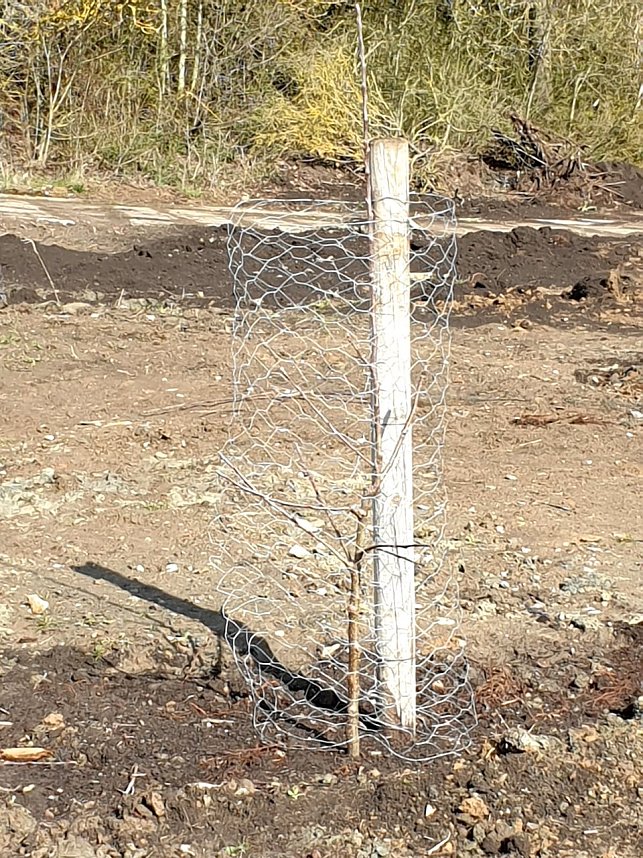 Frisch gepflanzter Obstbaum-Streuobstwiese Topfstedt