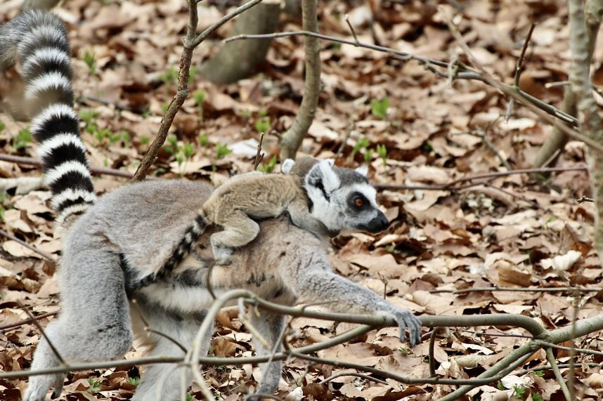 Besuch im Affenpark Strau&szlig;berg