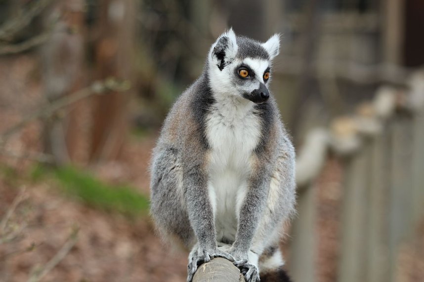Besuch im Affenpark Strau&szlig;berg