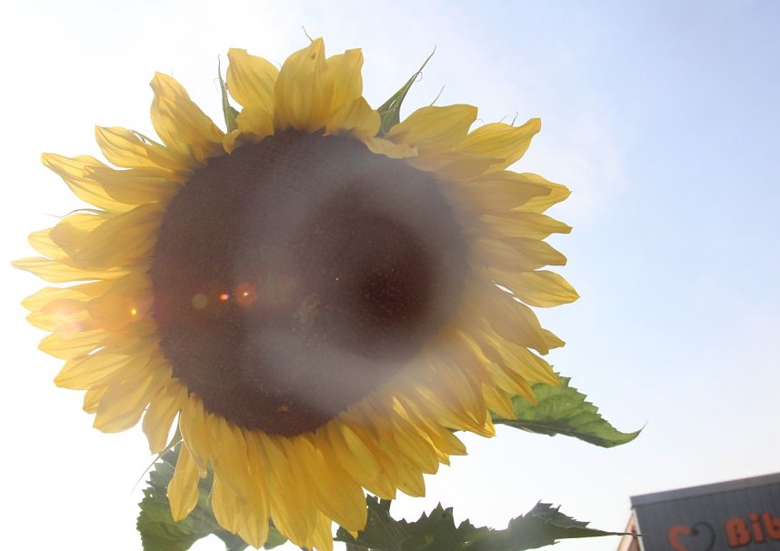 Projekt Essbare Stadt