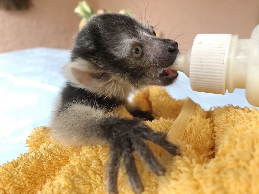 Lemuren-Baby Floyd musste ums &uuml;berleben k&auml;mpfen, schl&auml;gt sich aber wacker