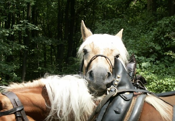 Ferien auf dem Erlebnisbauernhof Kleinberndten