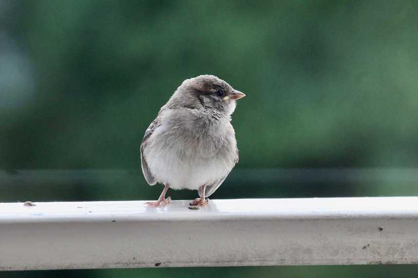 Junger Haussperling auf Entdeckungstour