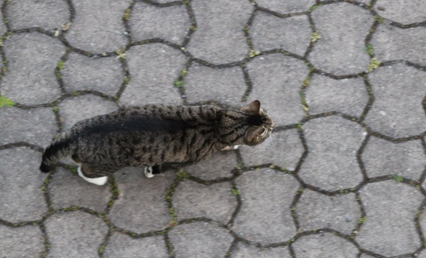 Wer ist hier der J&auml;ger?