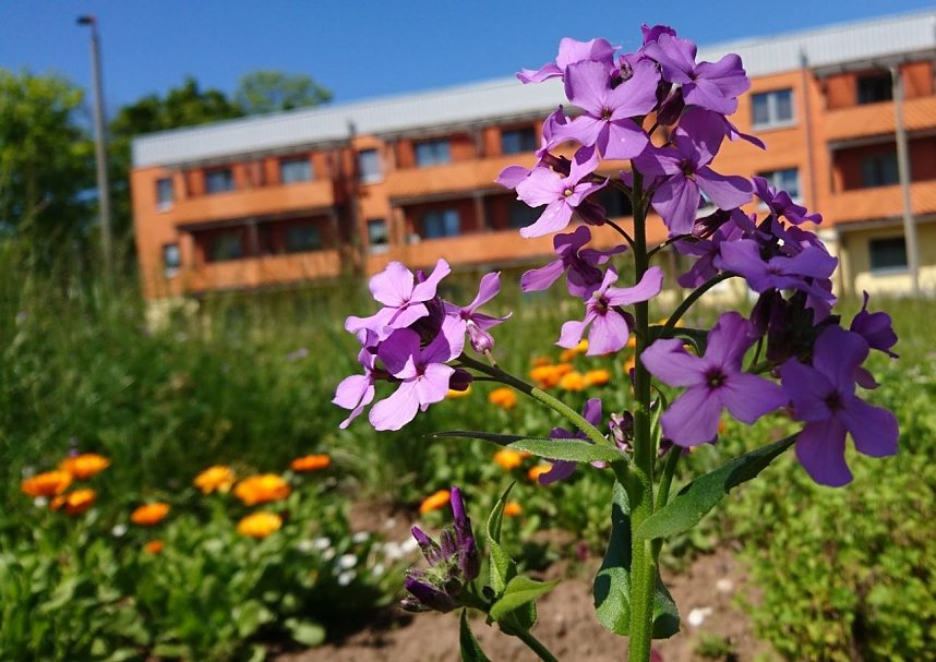 Ein "MILPA"-Beet f&uuml;r Sondershausen