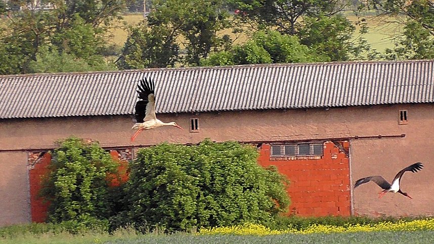 Tierische Schnappsch&uuml;sse rund um den Stausee Kelbra