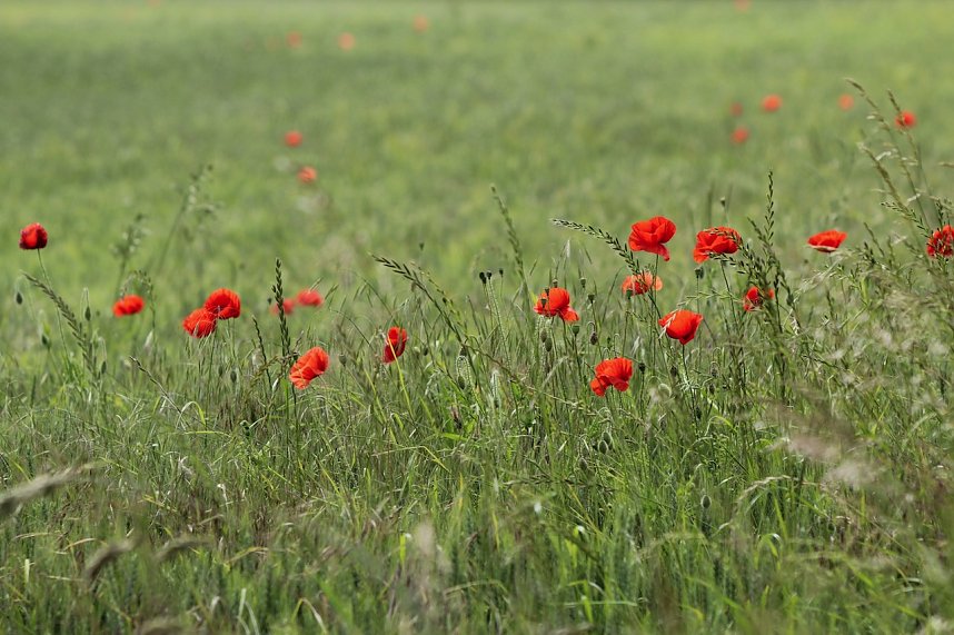 Klatschmohn in voller Bl&uuml;te