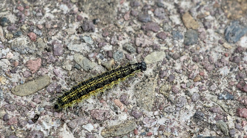 Schnetterlingraupe (Kleiner Fuchs)
