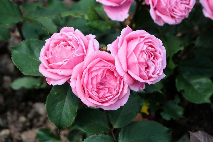 Kr&ouml;nung der Rosenk&ouml;nigin in Sangerhausen