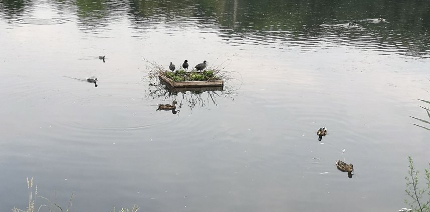 Rosenmarkt in Bendeleben 