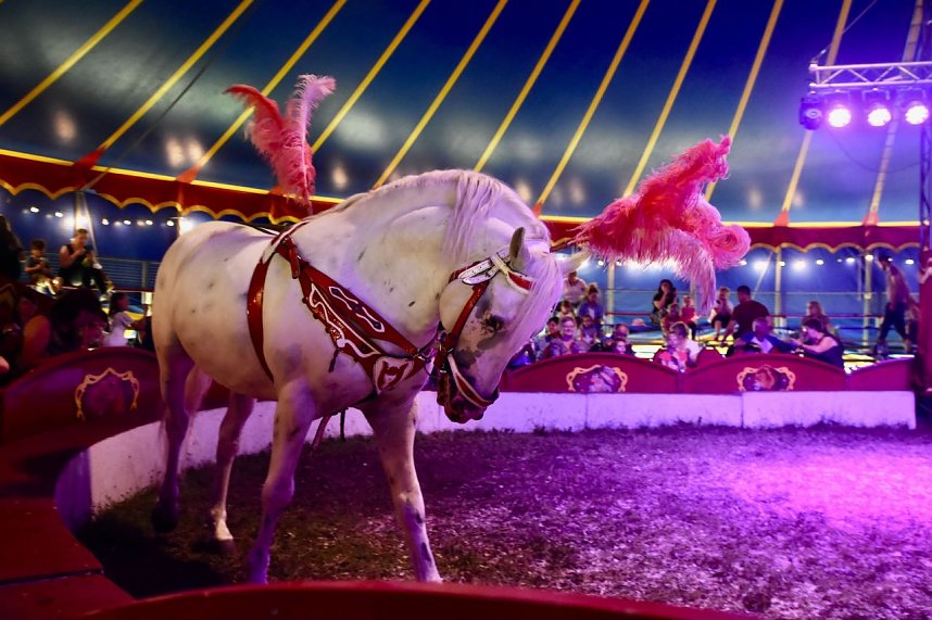 Zirkus Atlantik in Sundhausen