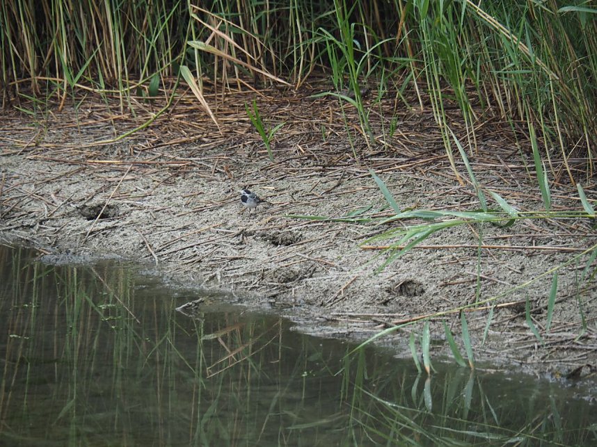Spaziergang am Stausee