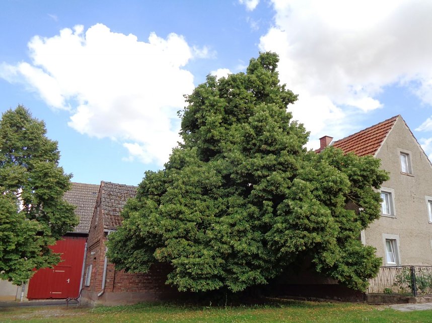 Etzleben nimmt am Wettbewerb "Unser Dorf hat Zukunft" teil