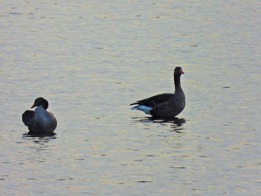Kraniche am Stausee Kelbra