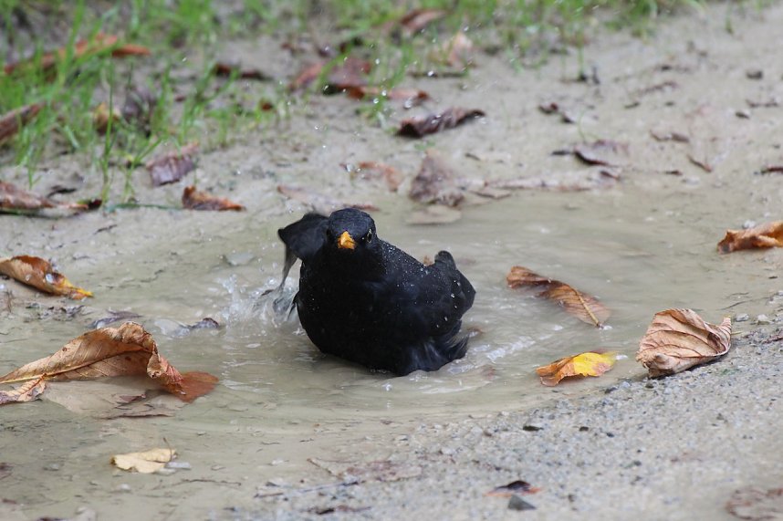 Wasserspiele und Abendlicht