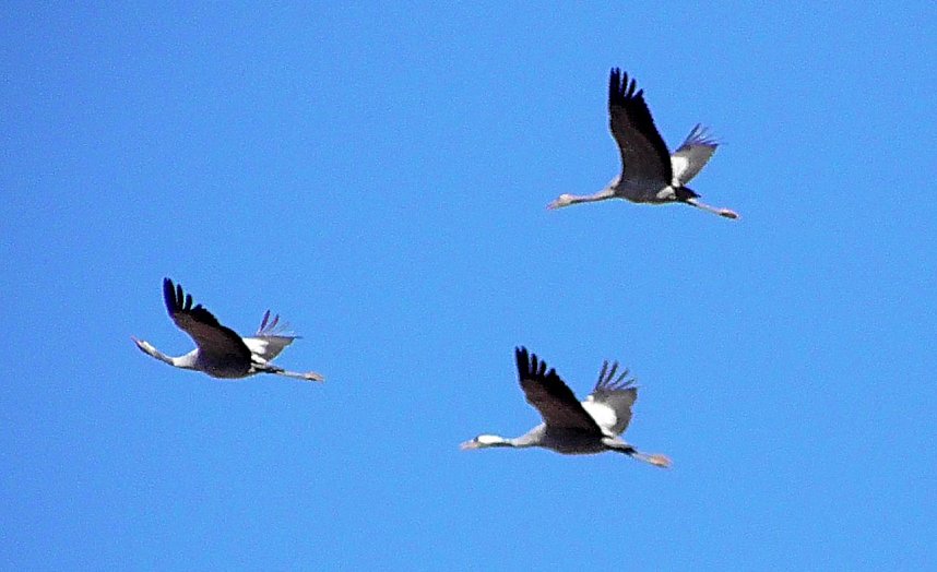 Sie fliegen wieder ein