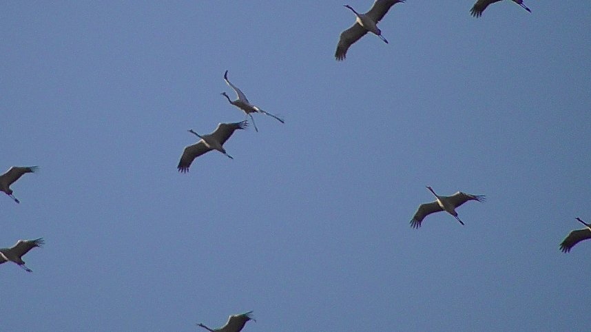 Sie fliegen wieder ein