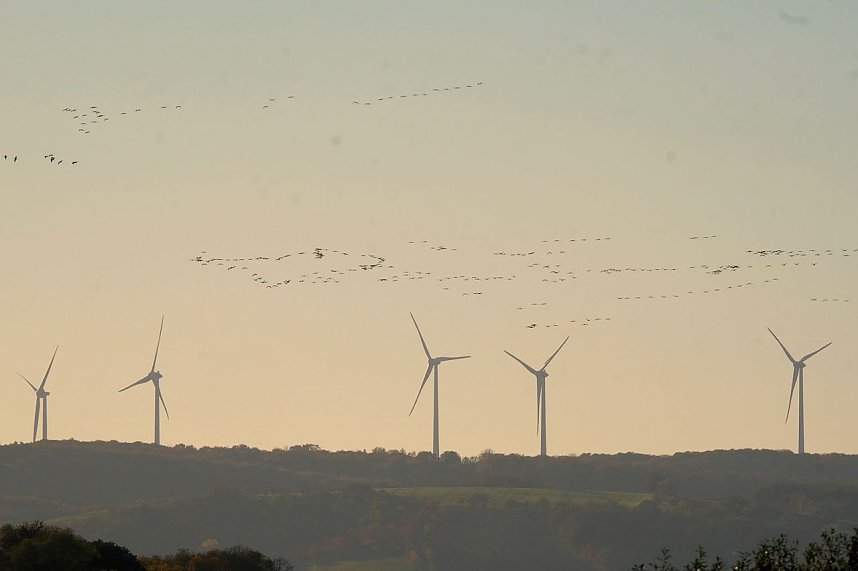 Kranichrast und Menschenauflauf