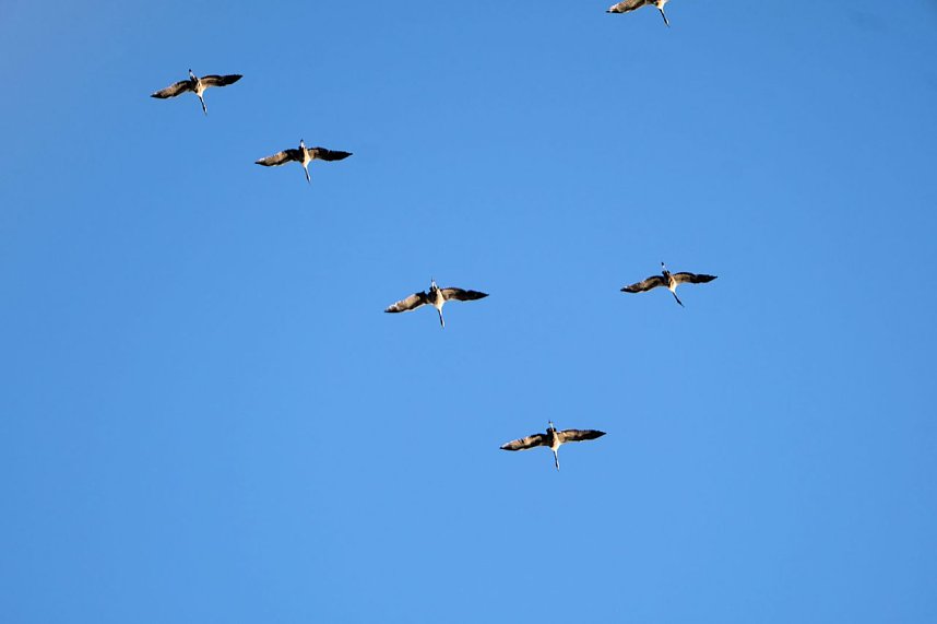 Kranichrast und Menschenauflauf