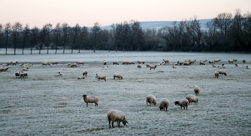 Der Winter h&auml;lt Einzug in der Goldenen Aue