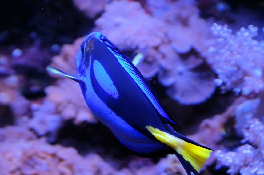 Jahreswechsel in der deutschen Hauptstadt