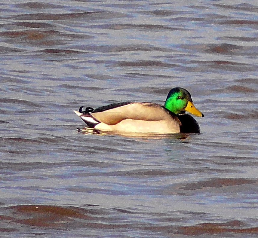 Unterwegs in der Goldenen Aue