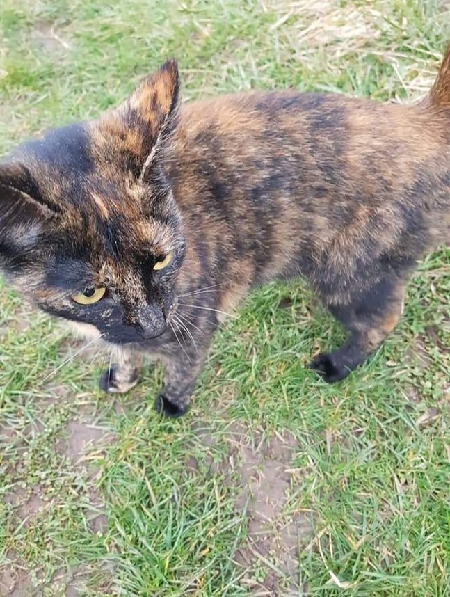 Wer hat diese Katze gesehen?