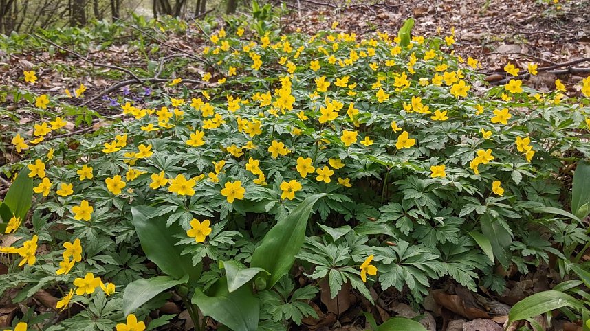 Der Fotowettbewerb soll die Pflanzenwelt in den Fokus nehmen
