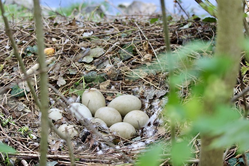 Schwanennest im Sondersh&auml;user Schlosspark
