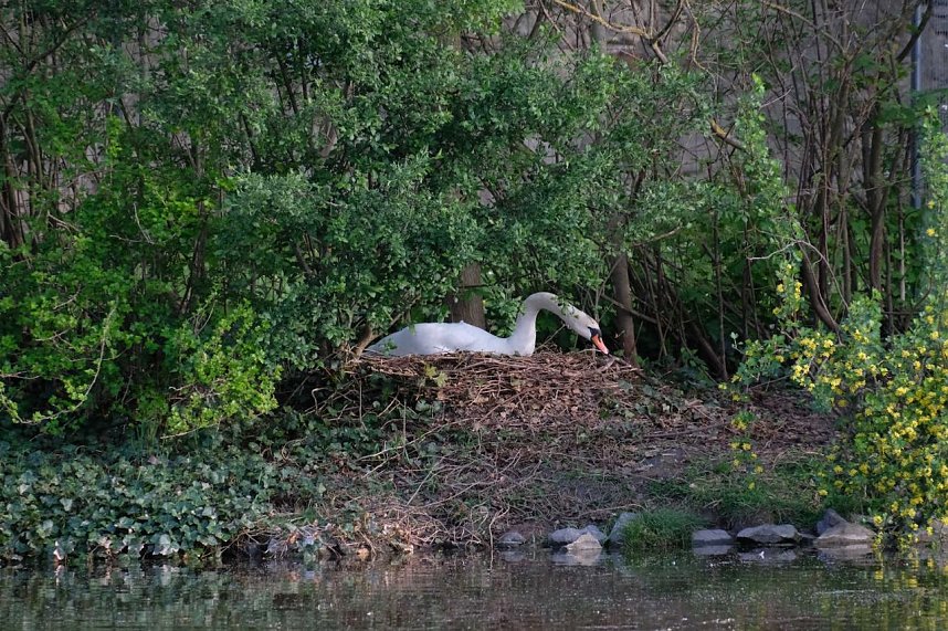Sie br&uuml;ten noch!
