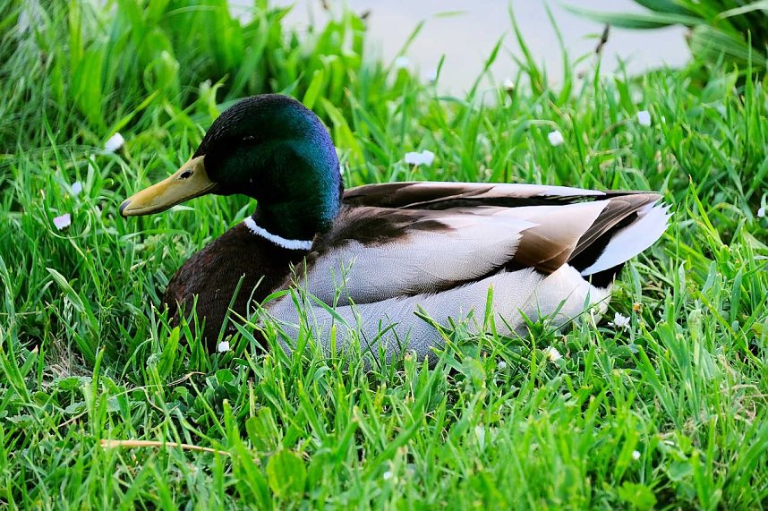 Sie br&uuml;ten noch!