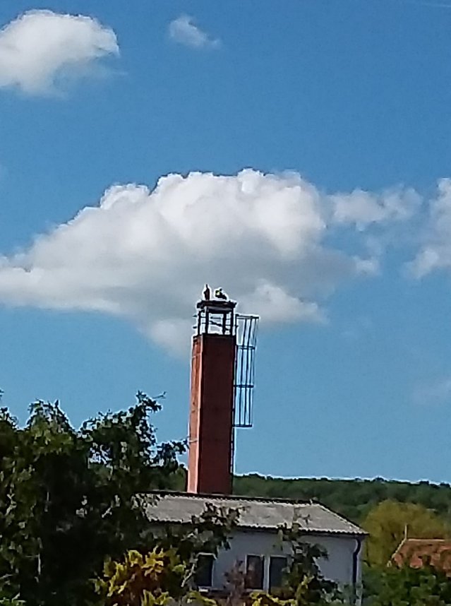 St&ouml;rche in Bad Frankenhausen