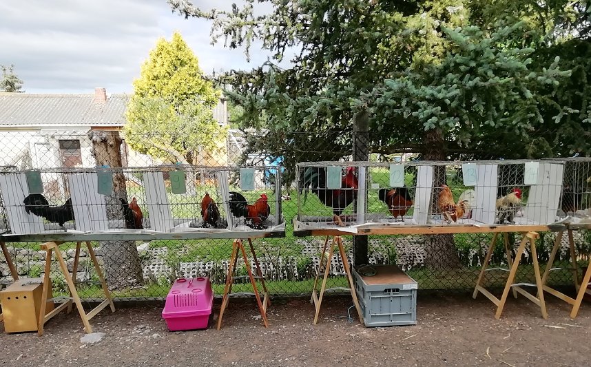 "Kr&auml;hwettbewerb" in Etzleben