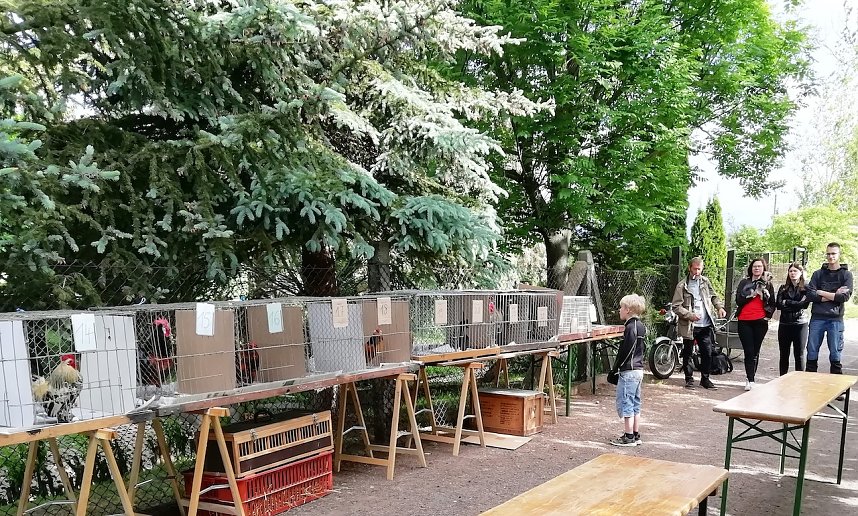 "Kr&auml;hwettbewerb" in Etzleben